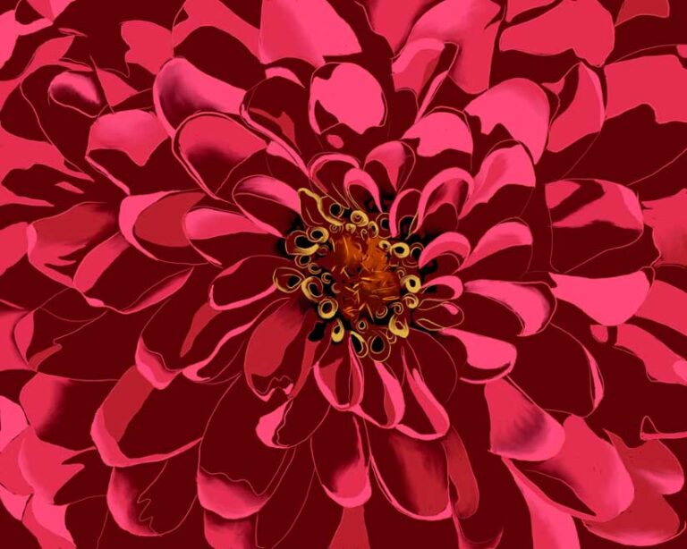 Chrysanthemum