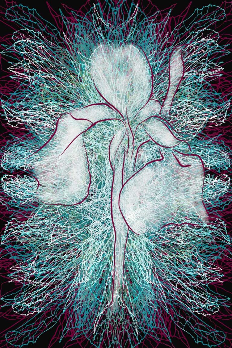 Leafy Iris drawing