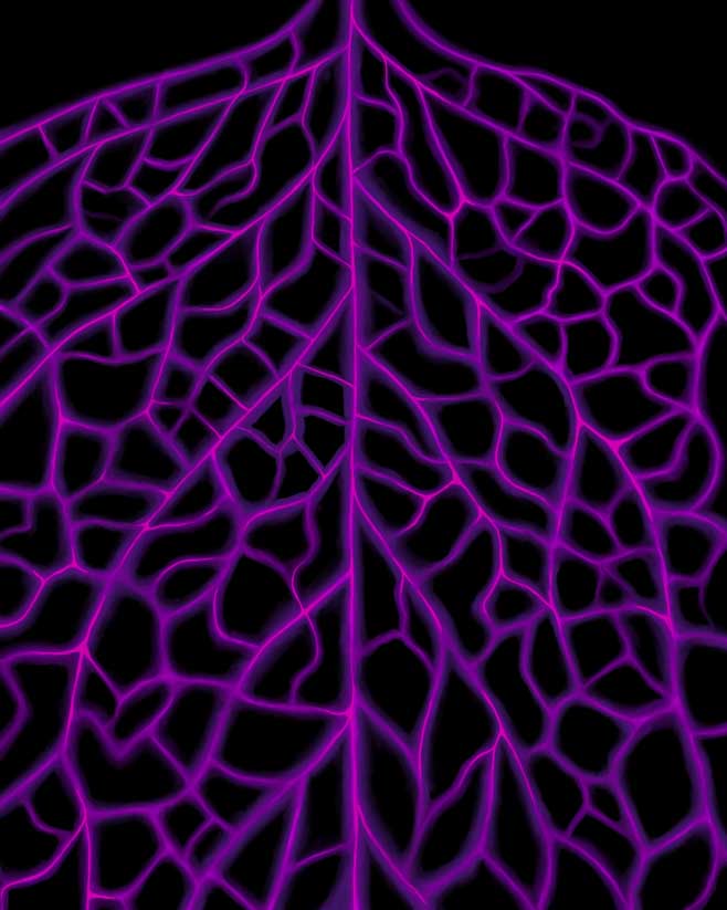 Purple line drawing of a leaf