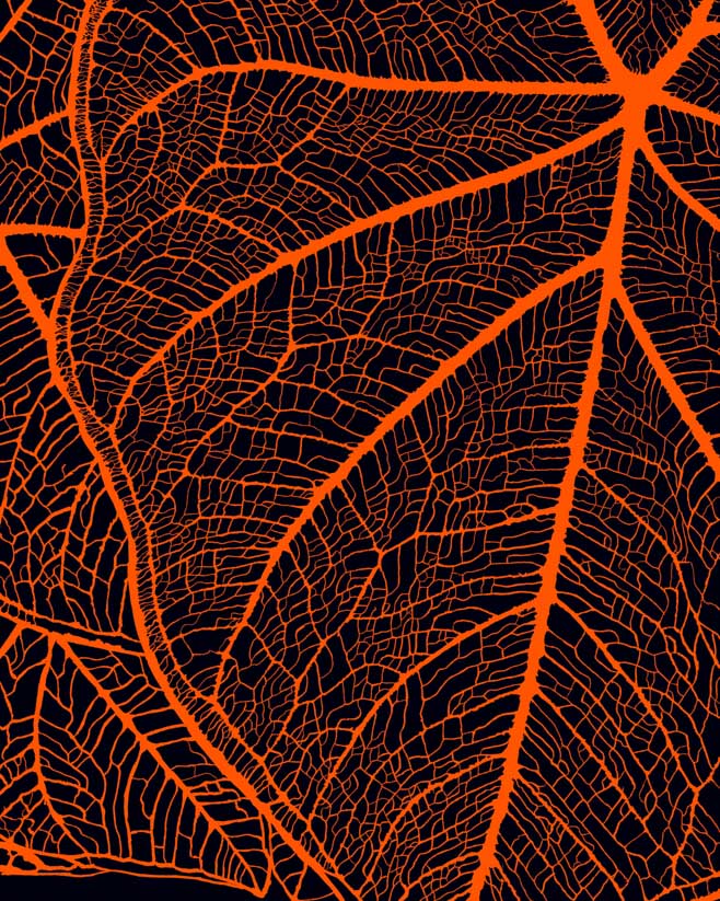 Orange line drawing of a leaf