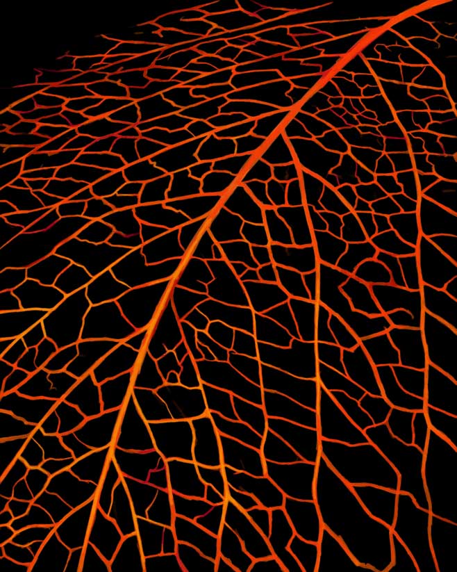 Orange line drawing of a leaf