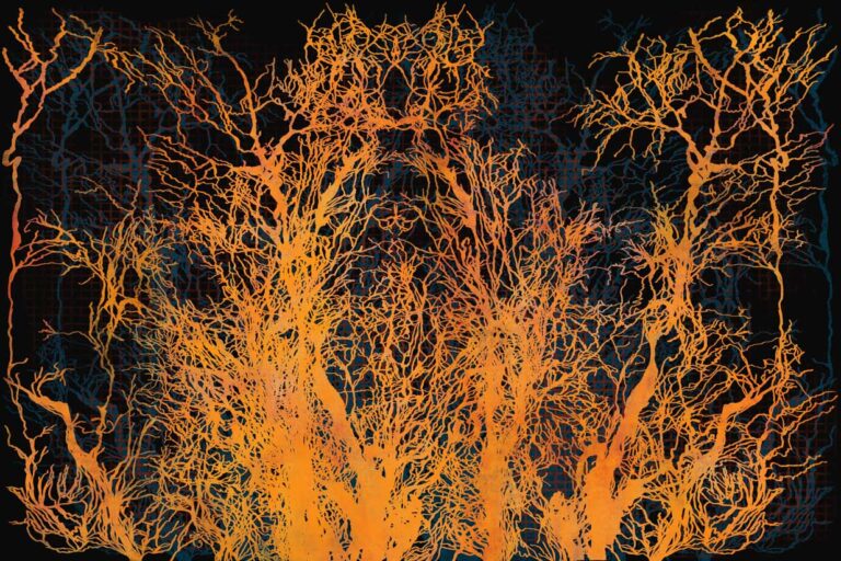 Tree Reflections Orange